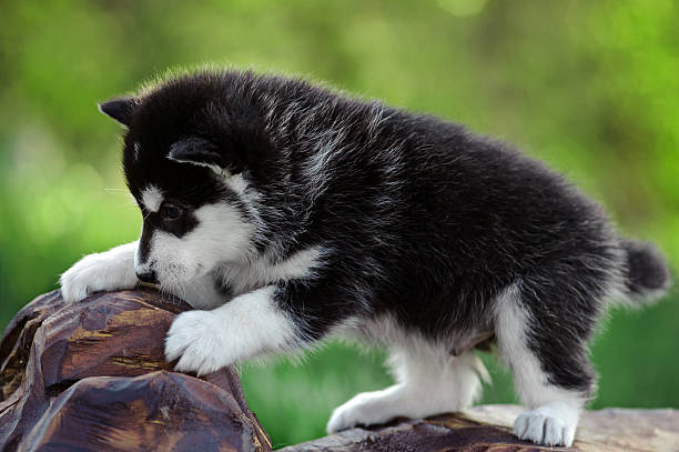 istock Alaskan malamute puppy 607288668