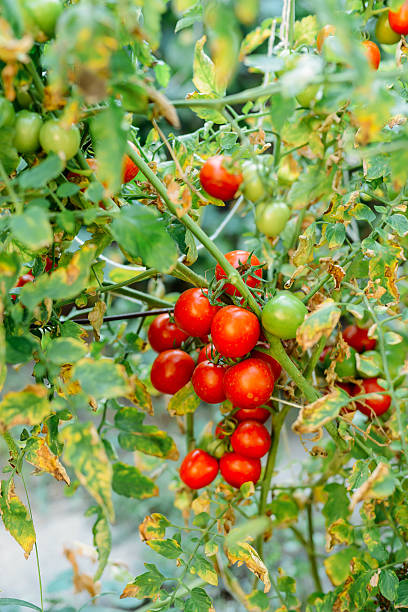 istock Vegetable garden with plants of red tomatoes. 607288798