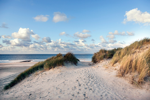 dunas y playa de Vlieland en los Países Bajos photo