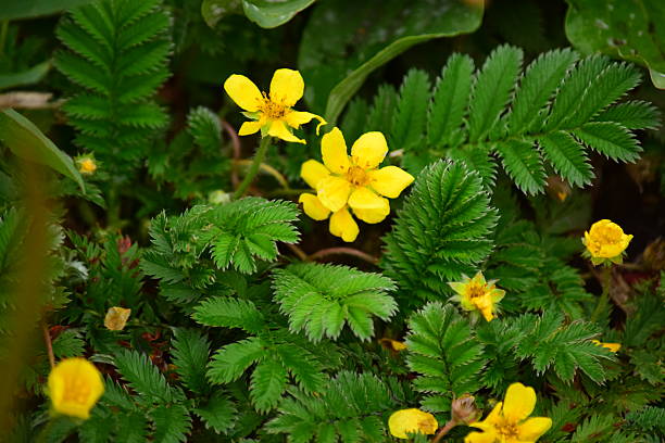 Common silverweed Argentina anserina, also known as common silverweed, silverweed cinquefoil potentilla anserina stock pictures, royalty-free photos & images