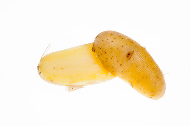 pellkartoffel - fingerling potato yukon gold potato vegetable raw potato photos et images de collection