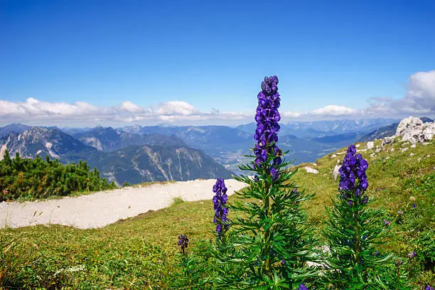 Aconitum napellus or monk's-hood or wolfsbane flowers against alpine mountains