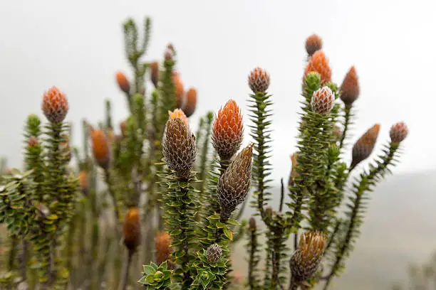 Close up on Chuquiragua Plant from the National Park Cayambe-Coca near Quito in Ecuador