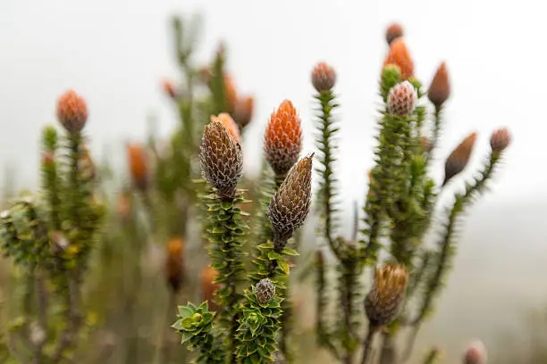Close up on Chuquiragua Plant from the National Park Cayambe-Coca near Quito in Ecuador