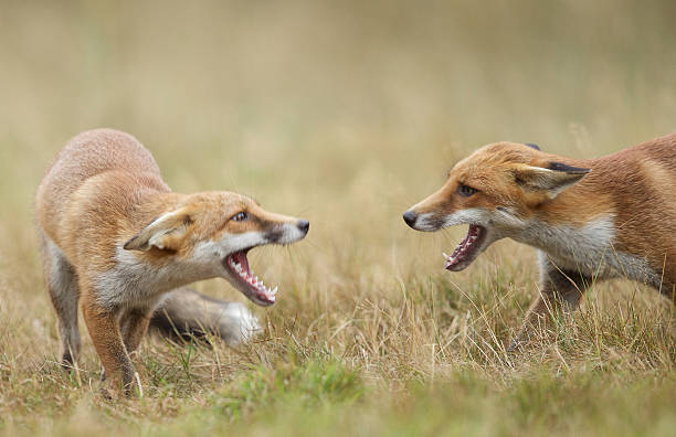 Fox Fight 350+ Fox Fight Stock Photos, Pictures & Royalty-Free Images - iStock