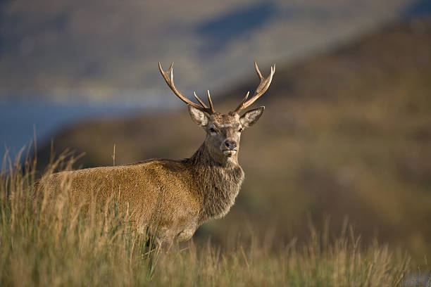 scottish highland stag profile - loch assynt fotos imagens e fotografias de stock