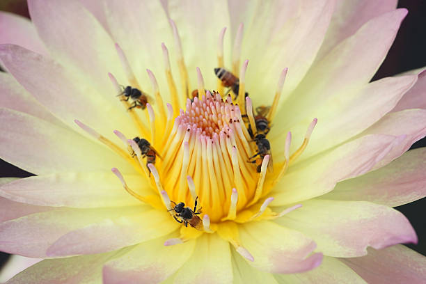 istock bee on blooming lotus flower 607294334