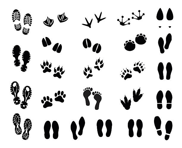 illustrazioni stock, clip art, cartoni animati e icone di tendenza di illustrazione vettoriale del set di footprint - bird footprint