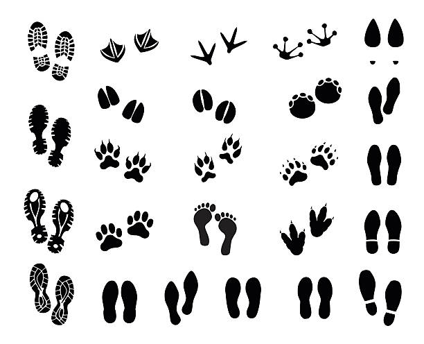 ilustrações de stock, clip art, desenhos animados e ícones de footprint set vector illustration - rabbit vector black composition