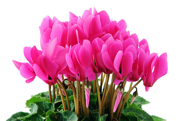 Colorful cyclamen on a market