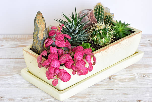 istock room flowers in a pot 607295276