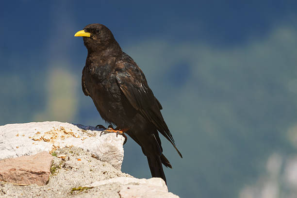 istock Alpine chough or yellow-billed chough 607295324