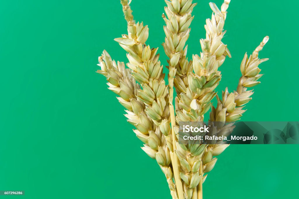 various, single, wheat spike, corn, swath, gold, green background Cereal Plant Stock Photo