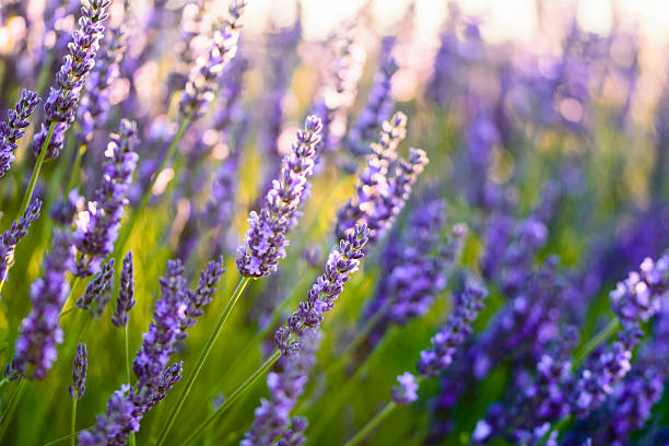 Close up of a lavender flower at sunset stock photo