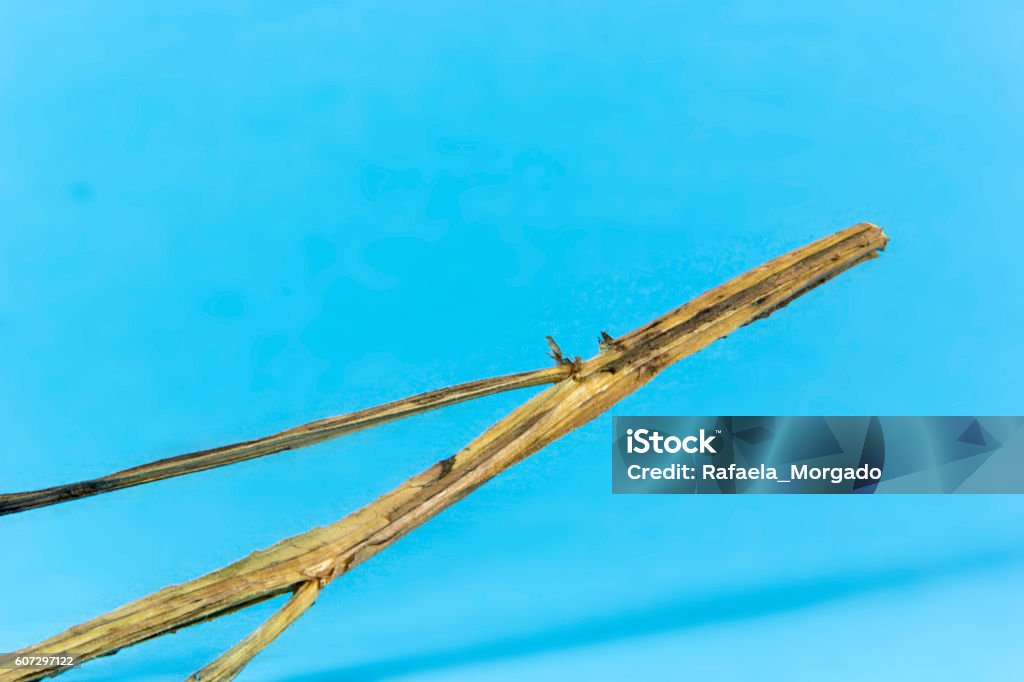 Plant Dry plant Blossom Stock Photo