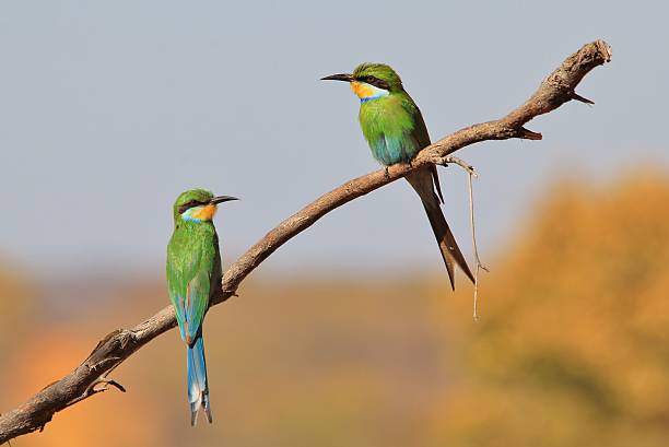 Comedor de Abelhas Verdes - Fundo de Pássaro Selvagem - Emparelhado na Natureza - foto de acervo