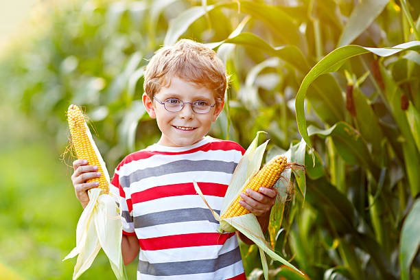 istock Kid boy with sweet corn on field outdoors 607297426