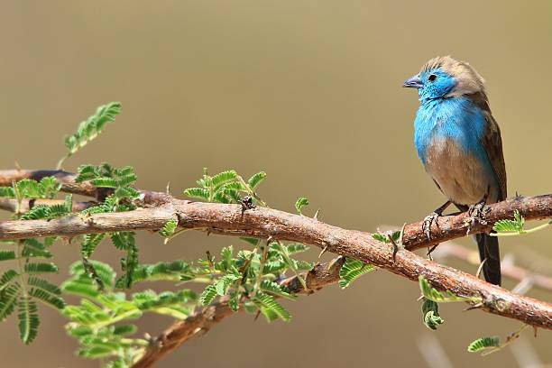 Cera Azul - Cores na Natureza Empoleirada - foto de acervo