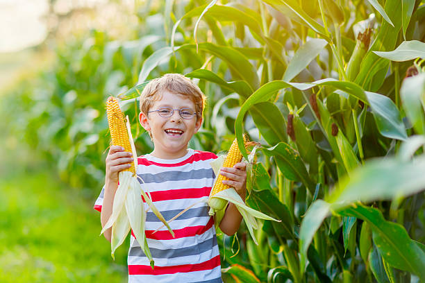 istock Kid boy with sweet corn on field outdoors 607297550