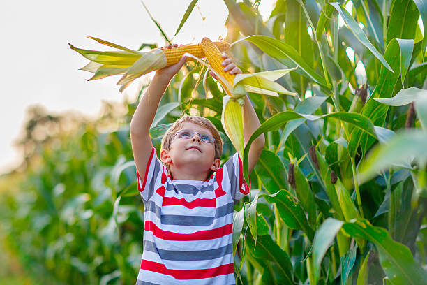 istock Kid boy with sweet corn on field outdoors 607297702