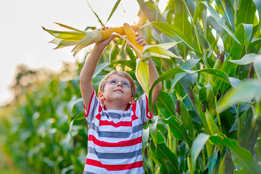 Happy preschool kid boy with glasses holding ears of corn on farm in field, outdoors. Child having fun with farming and gardening of vegetable. Harvest, Thanksgiving Day.