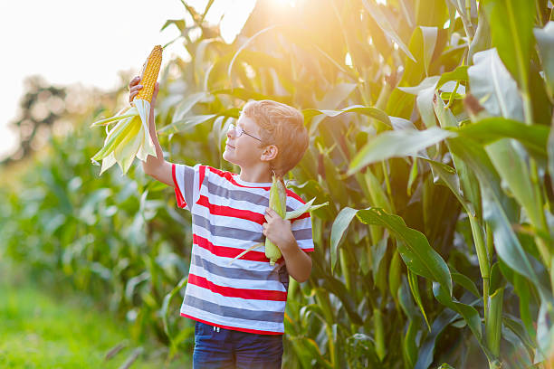 istock Kid boy with sweet corn on field outdoors 607297848