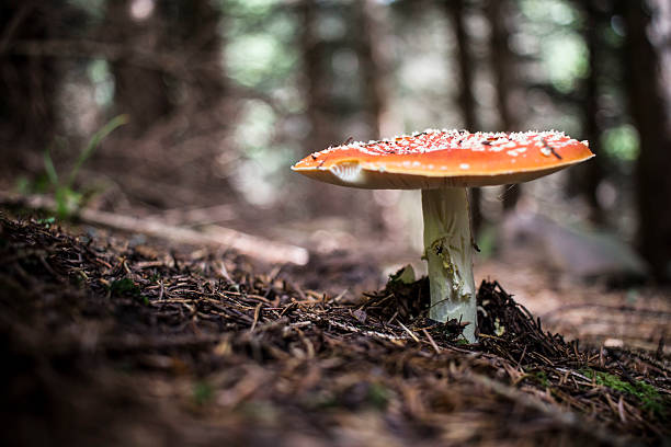 istock Amanita Muscaria 607298780