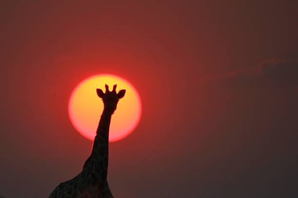 Silhueta girafa - Cores do Pôr do Sol na Natureza - foto de acervo