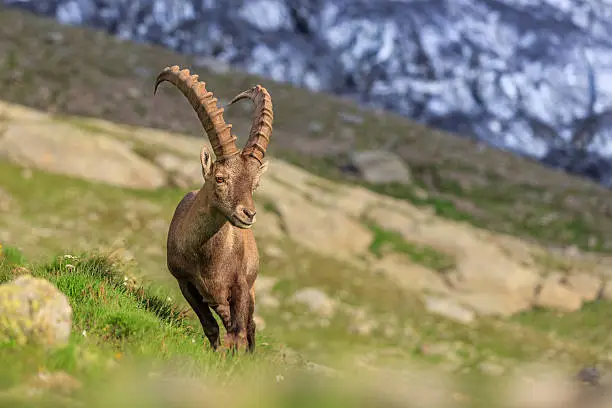 Photo of Ibex , Range of Mont-Blanc , French Alps