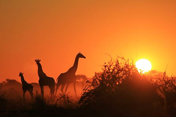 Silhueta girafa - Fundo Africano de Vida Selvagem - Família Dourada - foto de acervo