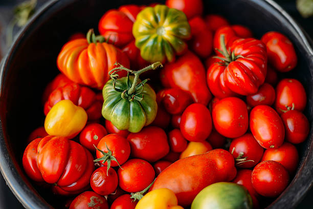 istock Heirloom tomatoes from the garden. Tomatoes of different classes 607301556
