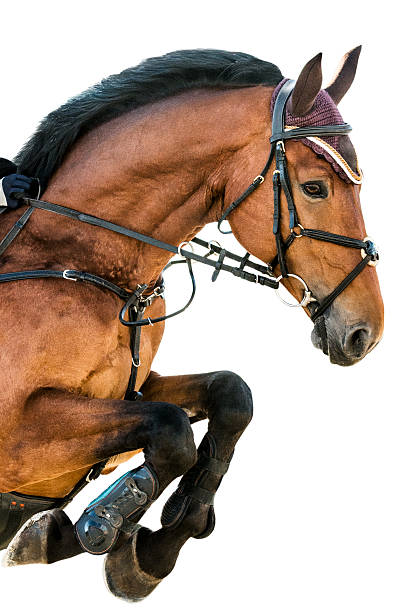 istock Portrait of horse isolated on white 607301914