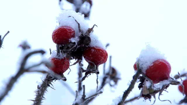 Frozen berries under snow