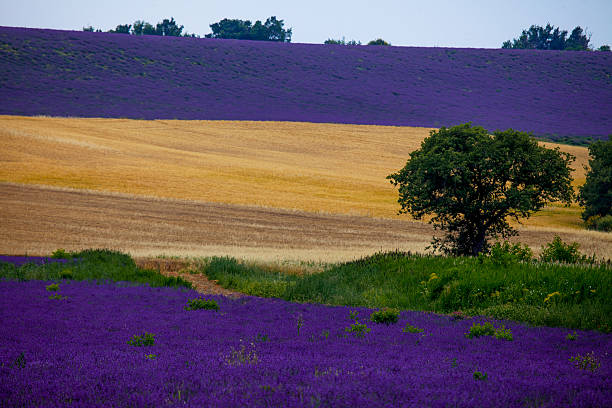 istock after the field reaches the sky 607459248