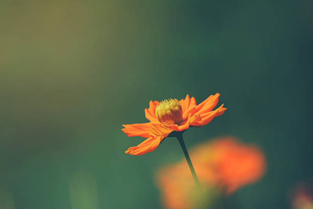 istock Orange cosmos flower in summer 607462980