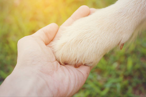 istock Friendship between human and dog - shaking hand and paw 607463324