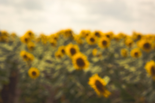 Sunflower gloaming with background blur and bokeh. Vintage toning.
