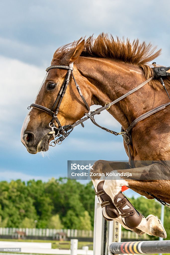 Foto de Retrato De Cavalo Pulando Sobre Obstáculo e mais fotos de stock de  Cavalo - Família do cavalo - Cavalo - Família do cavalo, Concurso de Saltos  Equestres, Primeiro plano - iStock