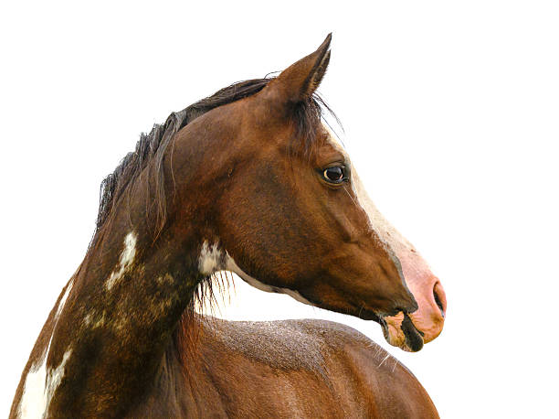 ピント馬の肖像画 - 白で孤立 - horse arabian horse arabia white ストックフォトと画像