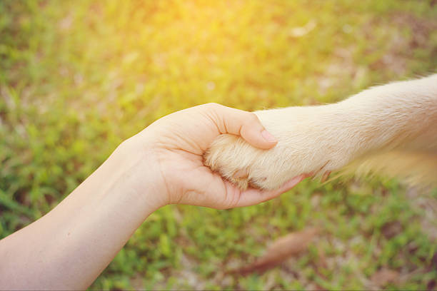istock Friendship between human and dog - shaking hand and paw 607465136