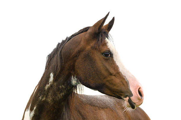 istock Pinto horse portrait - isolated on white 607465188