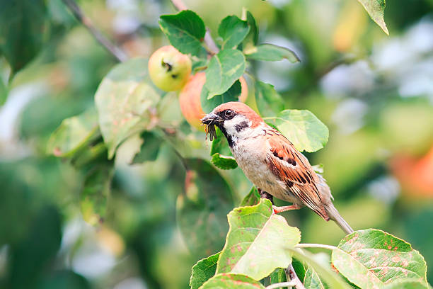 istock Sparrow sitting on a branch with  apples 607465334