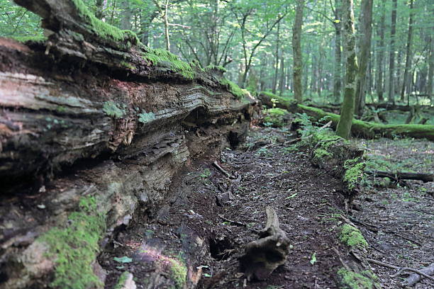 istock Broken decomposing large tree in Bialowieza National Park 607465490