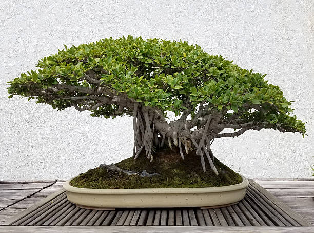 Bonsai Banyan tree in a tray Bonsai and Penjing landscape with miniature Banyan tree in a tray chinese banyan bonsai stock pictures, royalty-free photos & images