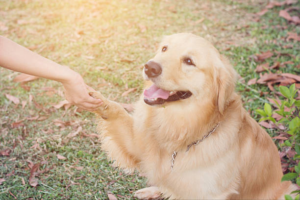 istock Friendship between human and dog - shaking hand and paw 607467208