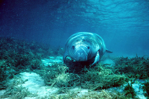 manatí de florida 68 - manatee fotografías e imágenes de stock