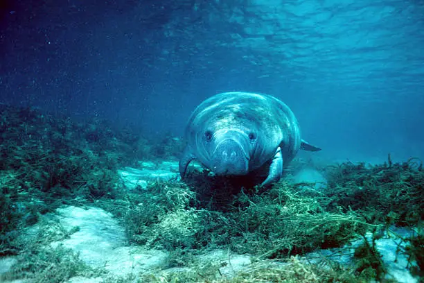 Florida manatee, Trichechus manatus, greeting diver in the headsprings of the Crystal River, Florida