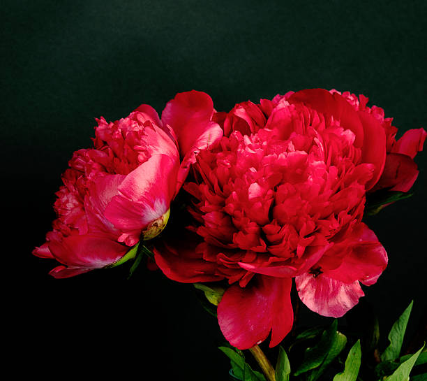 Dark red peony stock photo