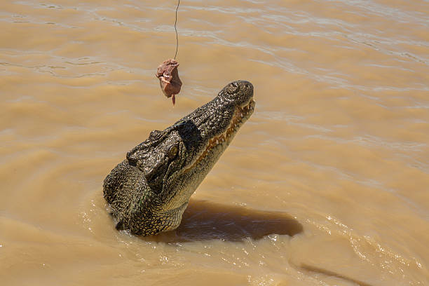 istock Close up on Saltwater Crocodile looking to grab raw meat 607469176