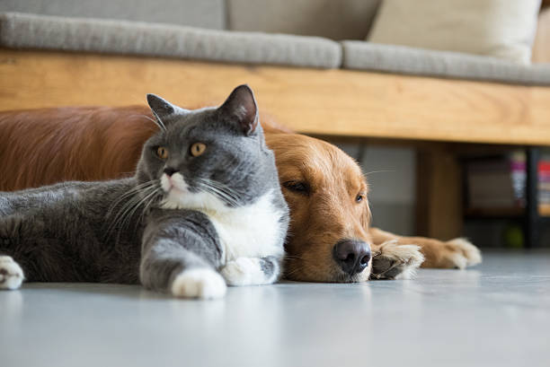 istock Golden Retriever and British Shorthair 607469760